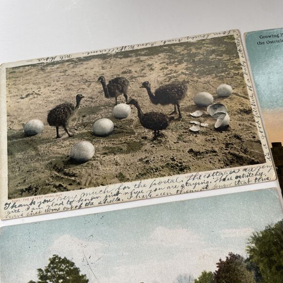 Ostrich Postcard Lot 12pcs Ephemera Paper Crafts Scrapbooking - Picture 3 of 13
